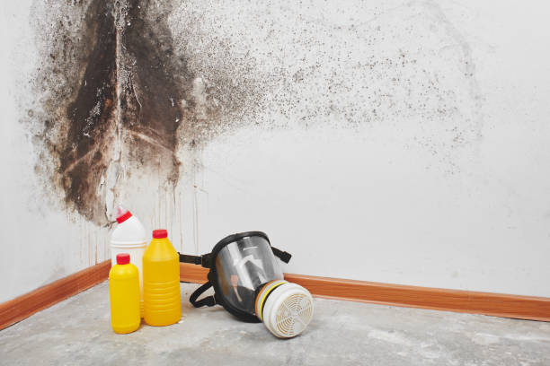 Attic Mold Removal in Thermal, CA