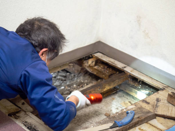 Best Mold Damage Repair  in Thermal, CA