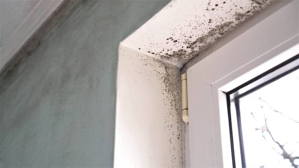 Mold Testing and Removal in Thermal, CA