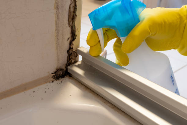 Best Mold Testing and Removal  in Thermal, CA
