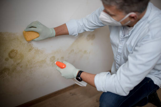 Best Toxic Mold Removal  in Thermal, CA