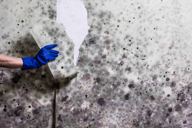 Best Mold Remediation Services  in Thermal, CA