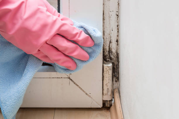 Professional Mold Removal in Thermal, CA