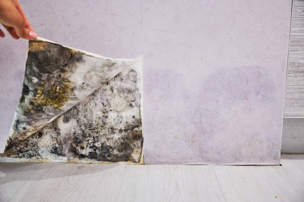 Best Attic Mold Removal  in Thermal, CA